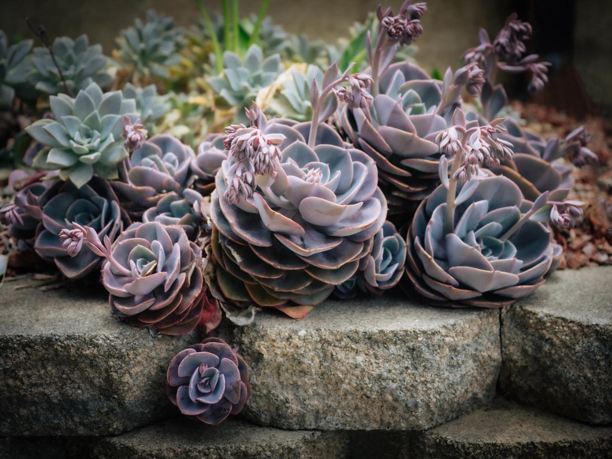 Ocean View Inn Montara エクステリア 写真